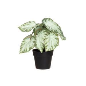 Okrasna rastlina Begonia svetlo zelena-temno zelena, 22cm