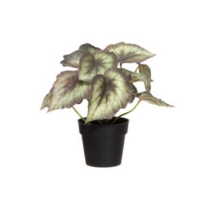 Okrasna rastlina Begonia sivo-zelena, 22cm